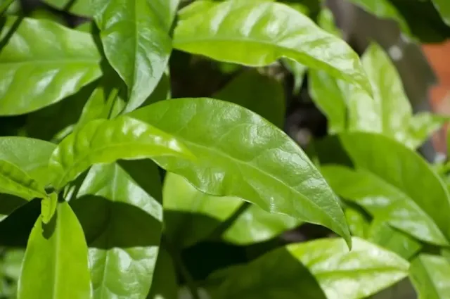 Ora-pro-nóbis: Benefícios, Cultivo e Consumo