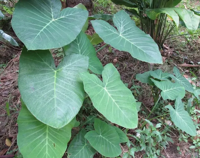 Taioba é uma planta PANC: Benefícios e Usos Culinários