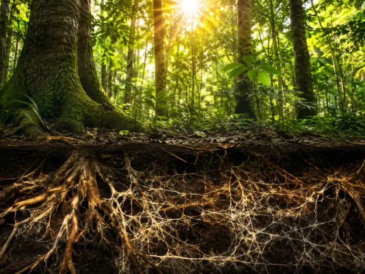 As árvores conversam entre si? O que a ciência descobriu sobre a floresta invisível