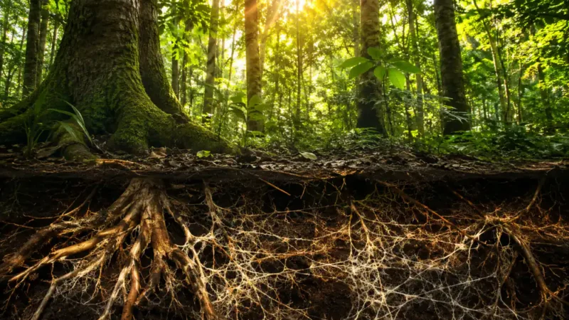 As árvores conversam entre si? O que a ciência descobriu sobre a floresta invisível